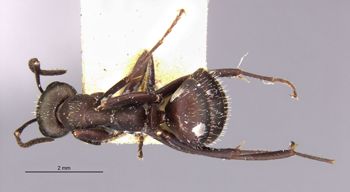 Media type: image;   Entomology 9215 Aspect: habitus dorsal view
